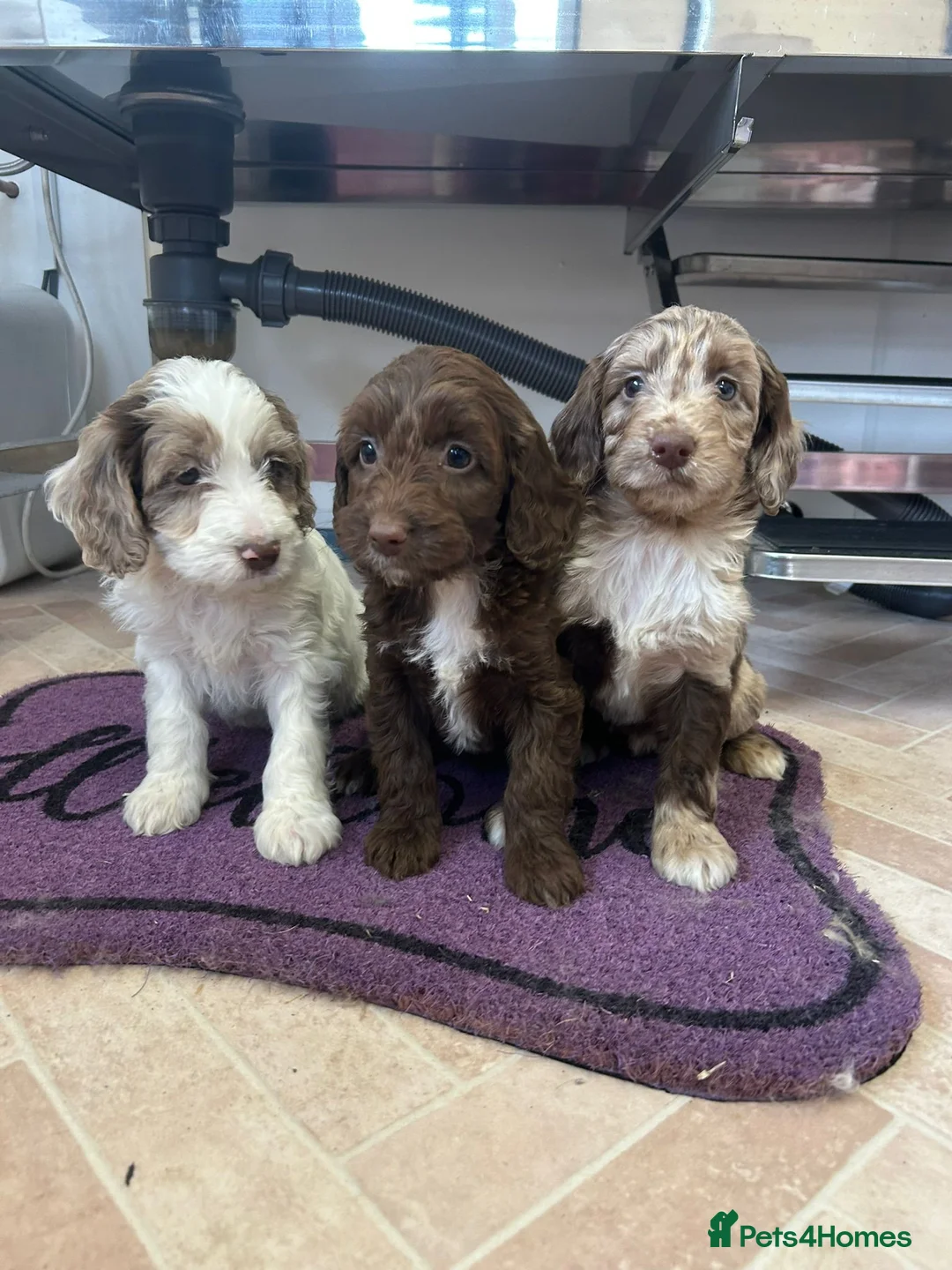 Cockapoo dogs for sale: Cockapoo puppies  - Advert 19