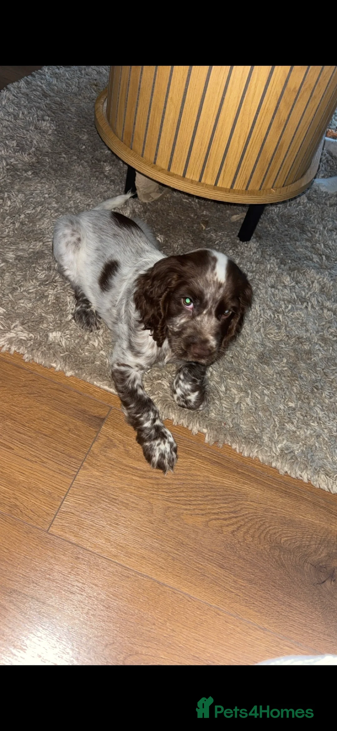 Cocker Spaniel dogs for sale: Cocker-spaniel 3Months  - Advert 4