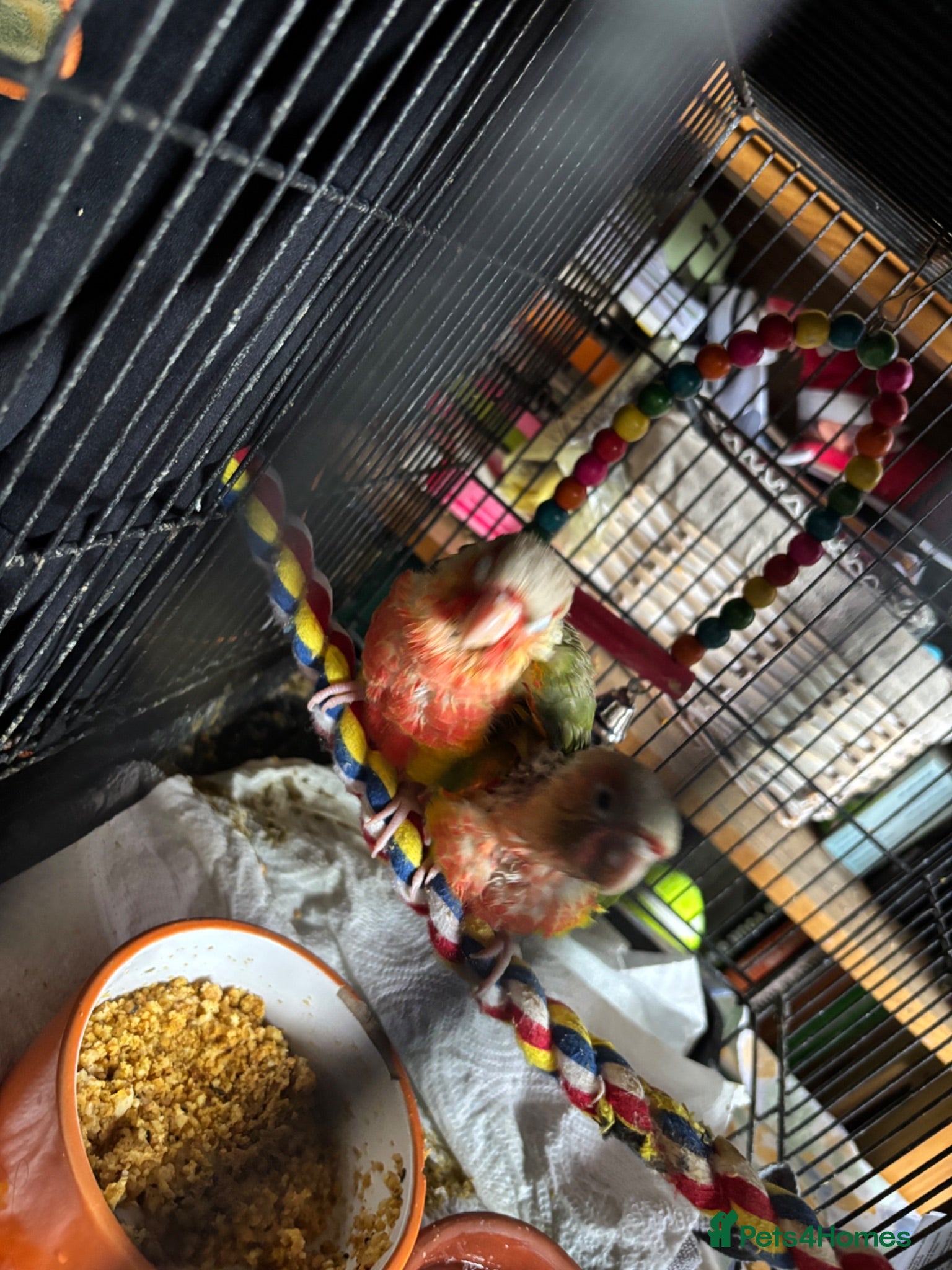 Conures birds Conure Babies (2Available 3 Sold) - Advert 2