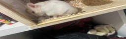 Hamster rodents for sale: Hamster for sale asap  in Scarborough - Advert 2