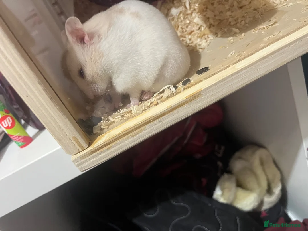 Hamster rodents for sale: Hamster for sale asap  in Scarborough - Advert 2