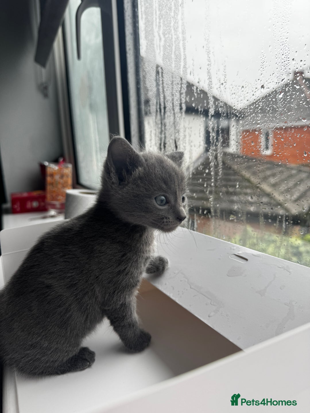 Mixed Breed cats for sale: Bombay cat  - Advert 3