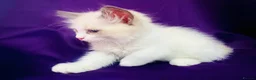 Ragdoll cats for sale: GCCF registered Ragdolls - Advert 11