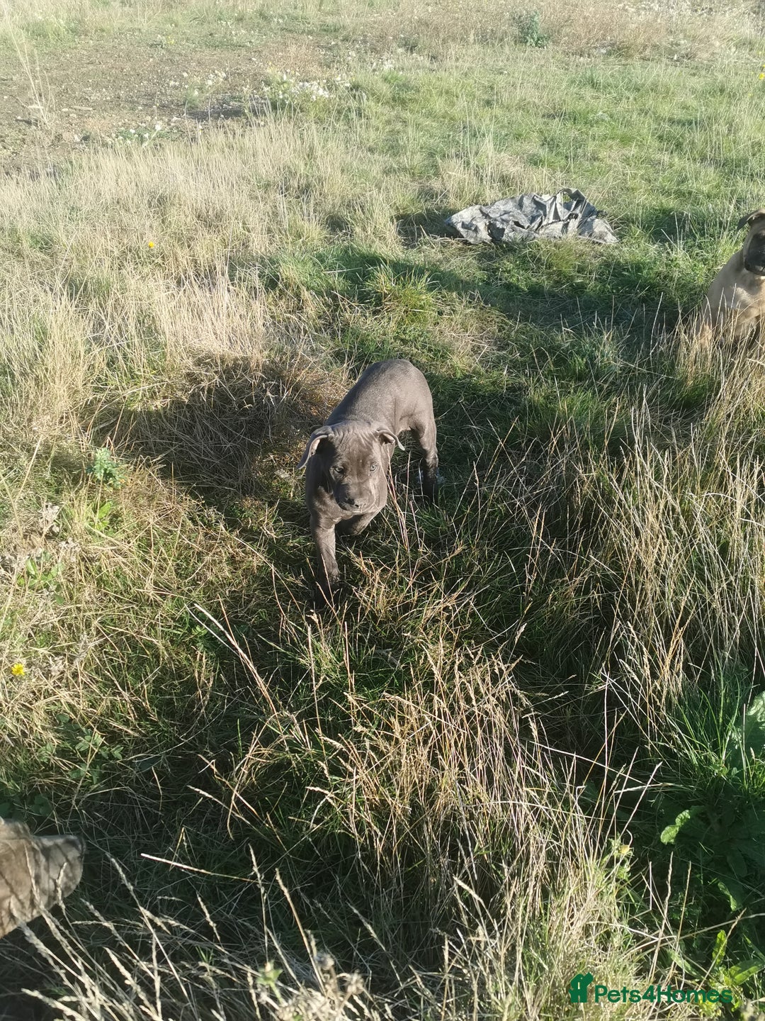 Bandog dogs for sale: Bandog/Bandogee puppies for sale.  - Image 9