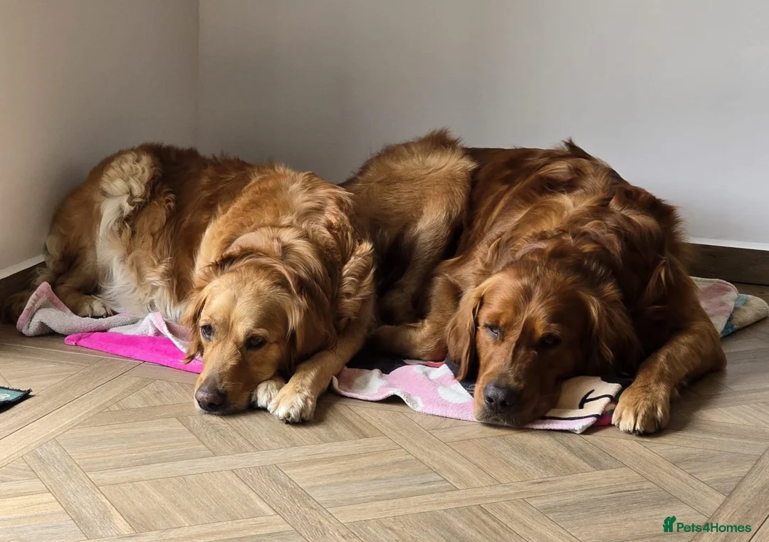 Golden Retriever dogs for sale: Puppies  - Advert 11