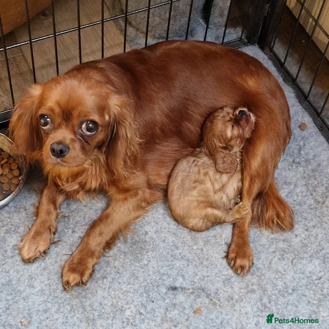 Cavalier King Charles Spaniel dogs for sale: Beautiful Boys - Advert 3
