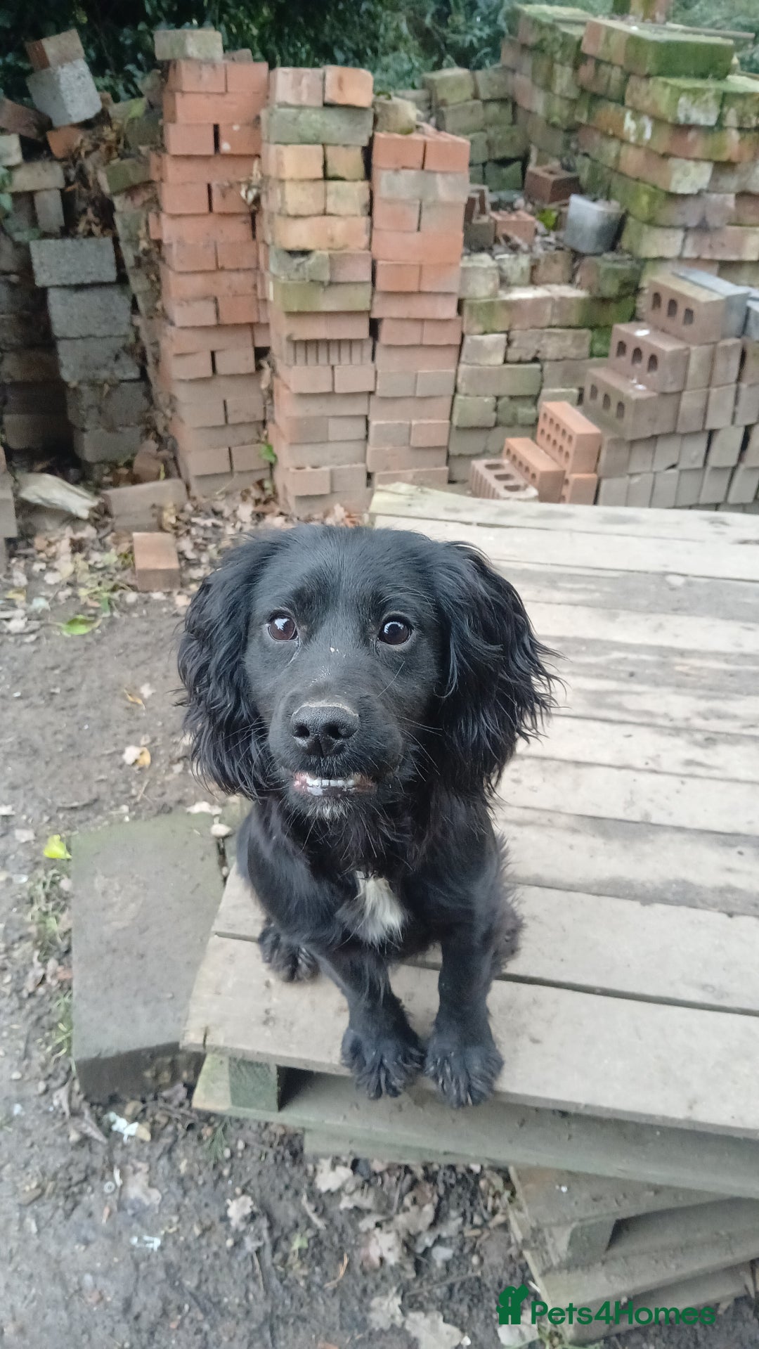 Cocker Spaniel dogs for sale: Working cocker pup  - Advert 1