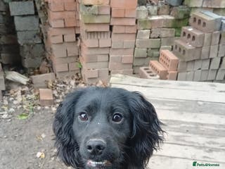 Cocker Spaniel dogs Working cocker pup - Advert 1