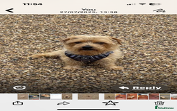 Norfolk Terrier dogs for sale: Norfolk Terriers for sale 🐶 - Image 13