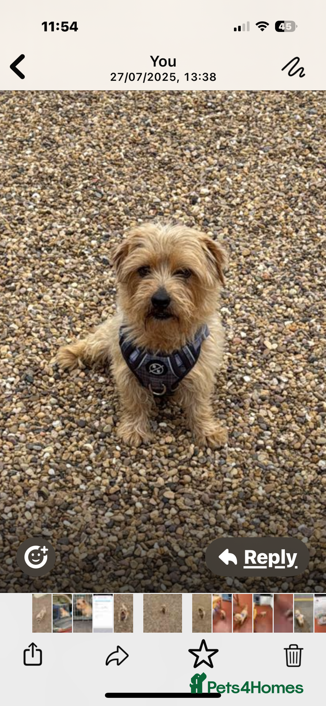 Norfolk Terrier dogs for sale: Norfolk Terriers for sale 🐶 - Image 13