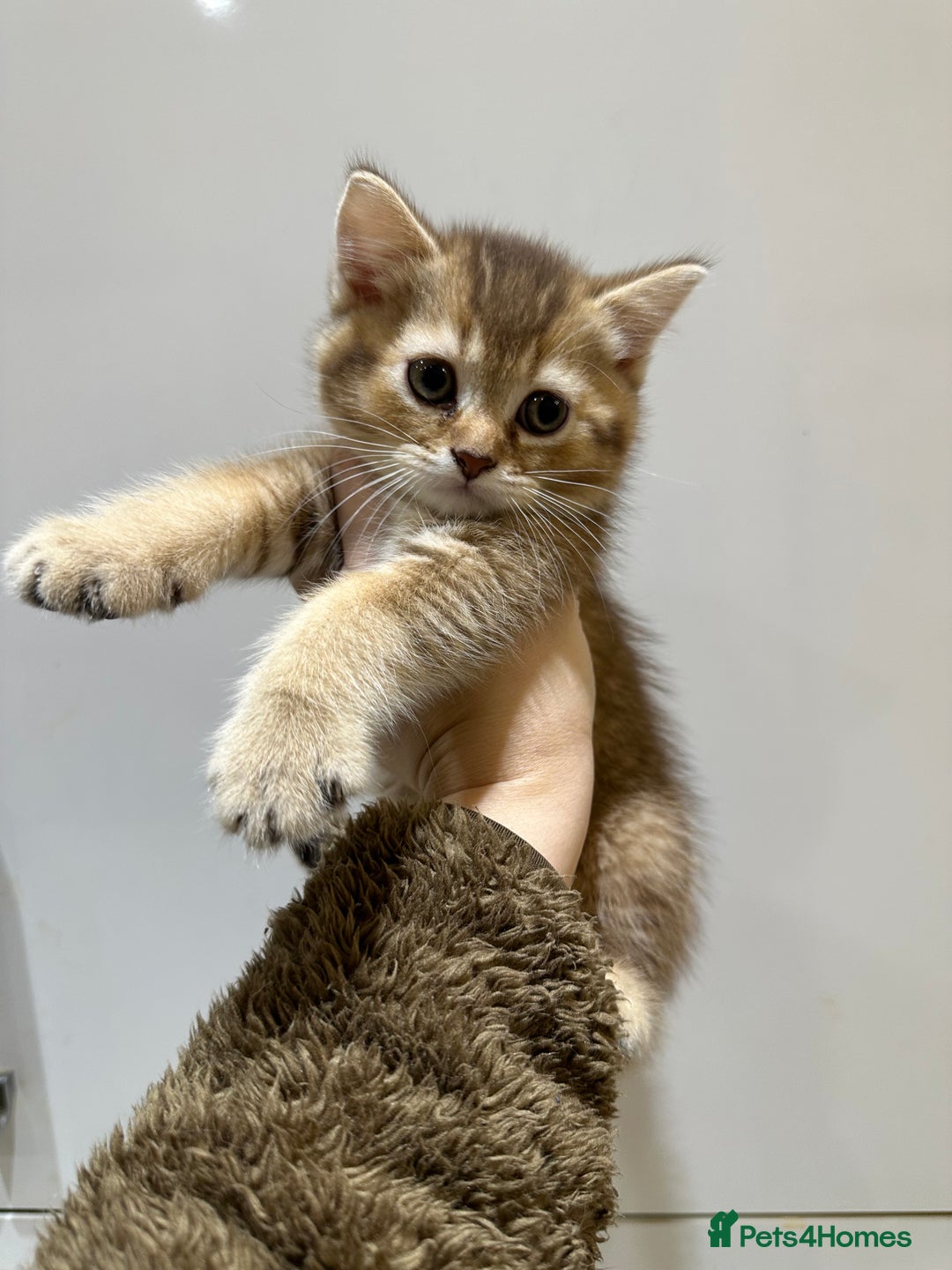 Scottish Fold cats for sale: Stunning Scottish fold kittens are ready - Advert 11