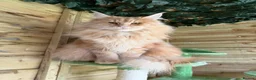 Maine Coon cats for sale: Beautiful Maine coon active girl  - Advert 2