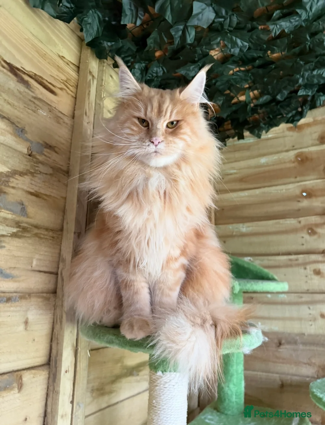 Maine Coon cats for sale: Beautiful Maine coon active girl  - Advert 2