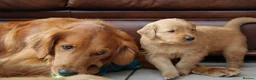 Golden Retriever dogs for sale: KC Registered Working Golden Retriever Puppies - Advert 16