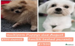 Mixed Breed dogs for sale: F1 Maltipom puppies from health tested parents  - Image 15