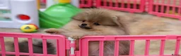 Pomeranian dogs for sale: Incredibly fluffy Pom puppies  - Advert 6