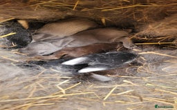 Rex rabbits for sale: Purebred Mini Rex babies - rainbow colours!  - Image 1