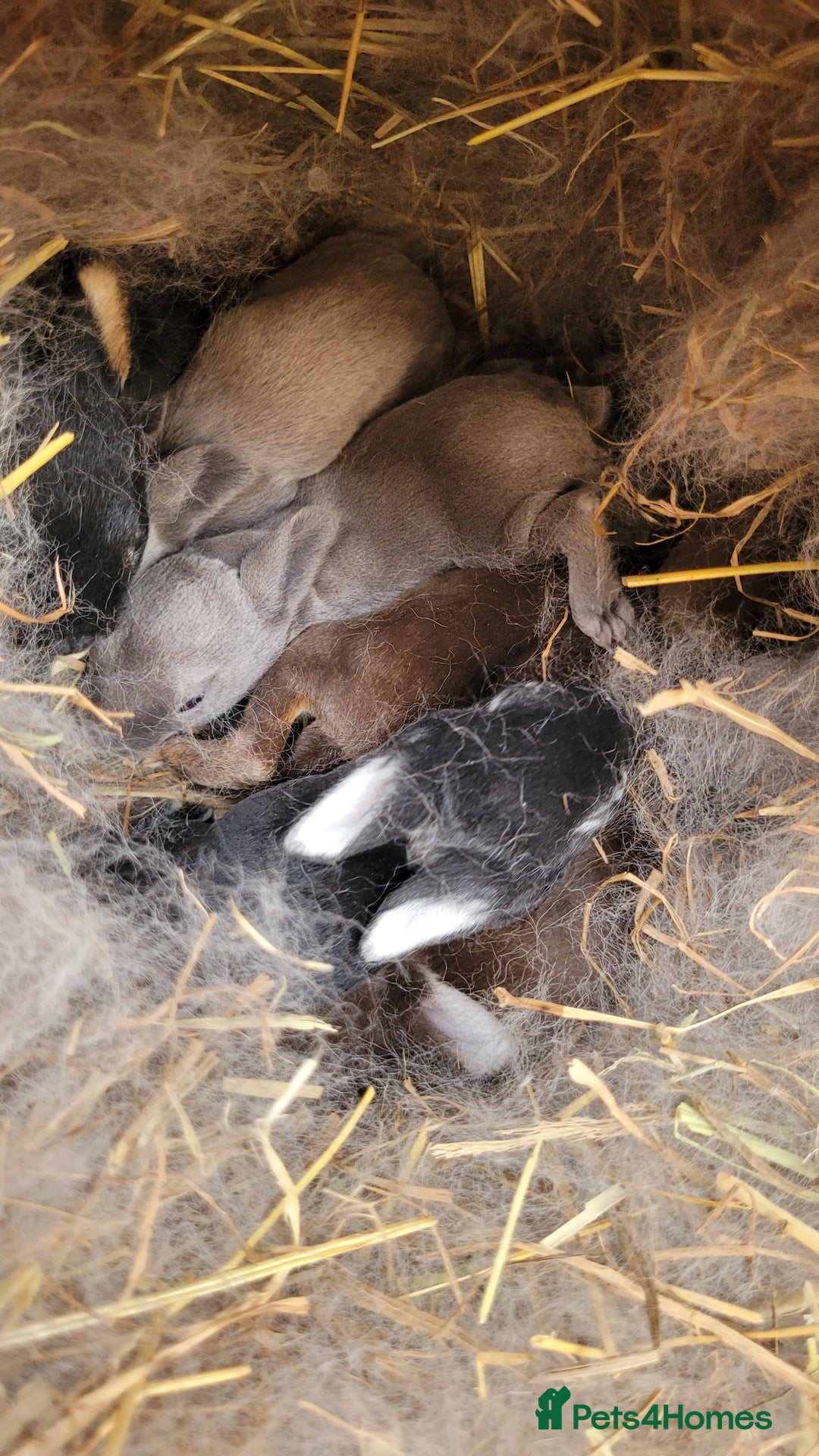 Rex rabbits for sale: Purebred Mini Rex babies - rainbow colours!  - Image 1