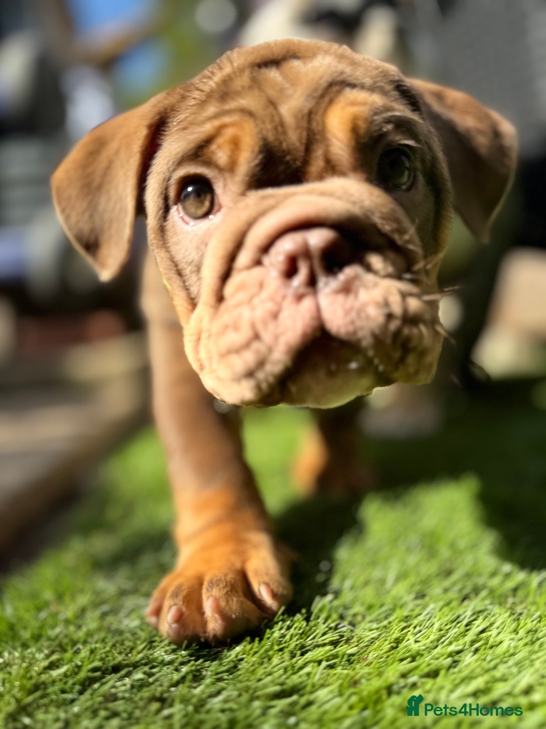 English Bulldog dogs for sale: English bulldog chocolate tri boy with Merle genes - Image 6