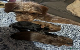 Miniature Dachshund dogs for sale: Stunning miniature wire haired dachshunds  - Image 22