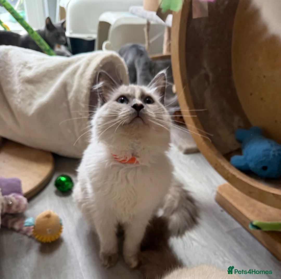 Ragdoll cats for sale: 🥇AWARD WIN 🏆 GCCF RAGDOLL KITTENs 16 & 20 WKS  - Advert 2