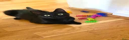 Domestic Shorthair cats for adoption: Great things come in small packages. - Advert 2