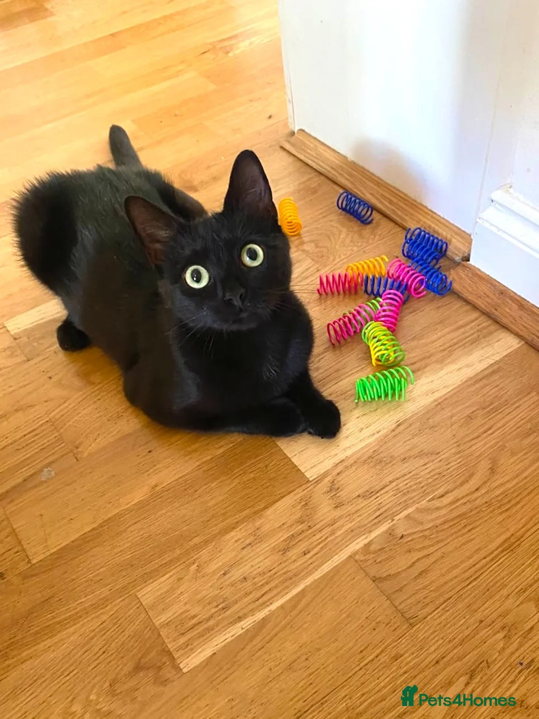 Domestic Shorthair cats for adoption: Great things come in small packages. - Advert 2