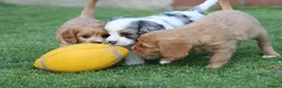 Cavapoo dogs for sale: COCKERLIERPOO puppies for sale - Advert 39