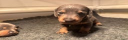 Miniature Dachshund dogs for sale: Blue & Tan Miniature Dachshund  - Advert 32