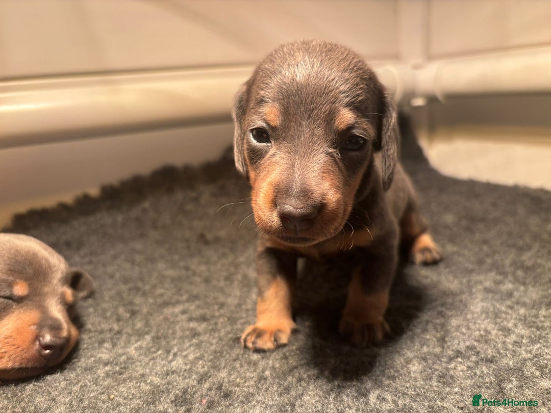 Miniature Dachshund dogs for sale: Blue & Tan Miniature Dachshund  - Advert 32