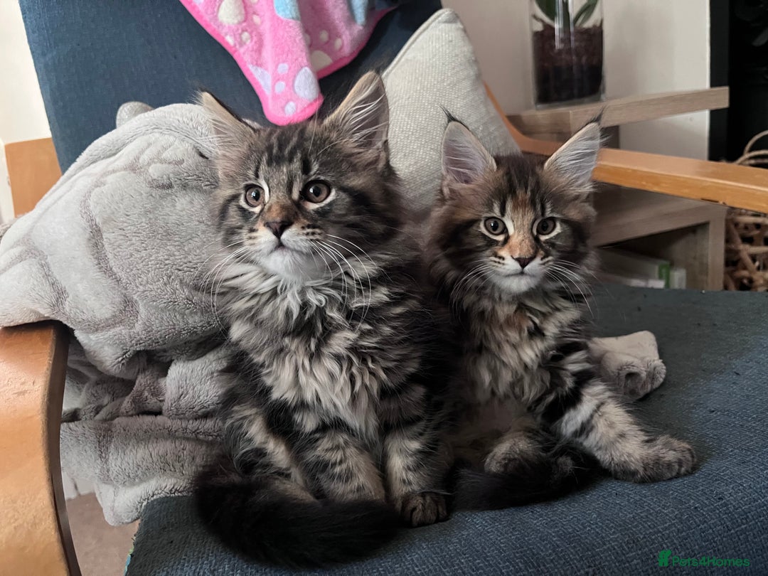 Maine Coon cats for sale: Maine coon x kittens for loving homes  in Canterbury - Image 4