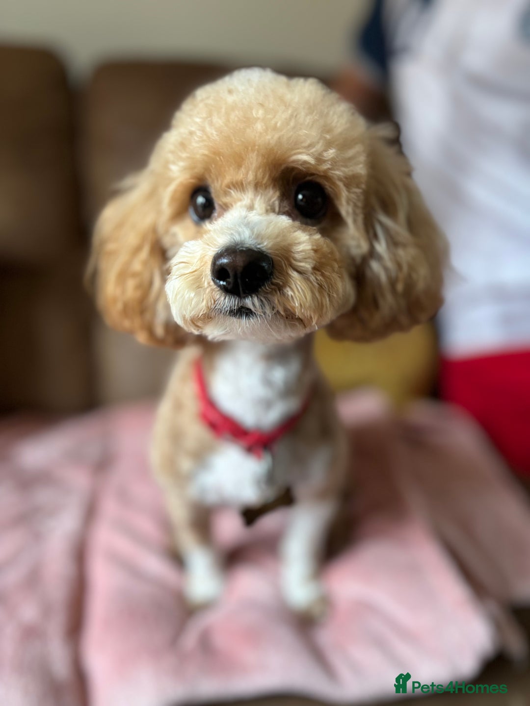 Maltipoo dogs for sale: 🌟Stunning Litter of Teddy🧸DNA tested Maltipoos  - Advert 12