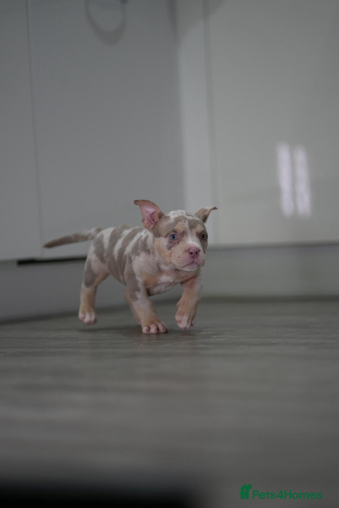 American Bully dogs for sale: Mirco bully- perfect and ready to go.  - Advert 21