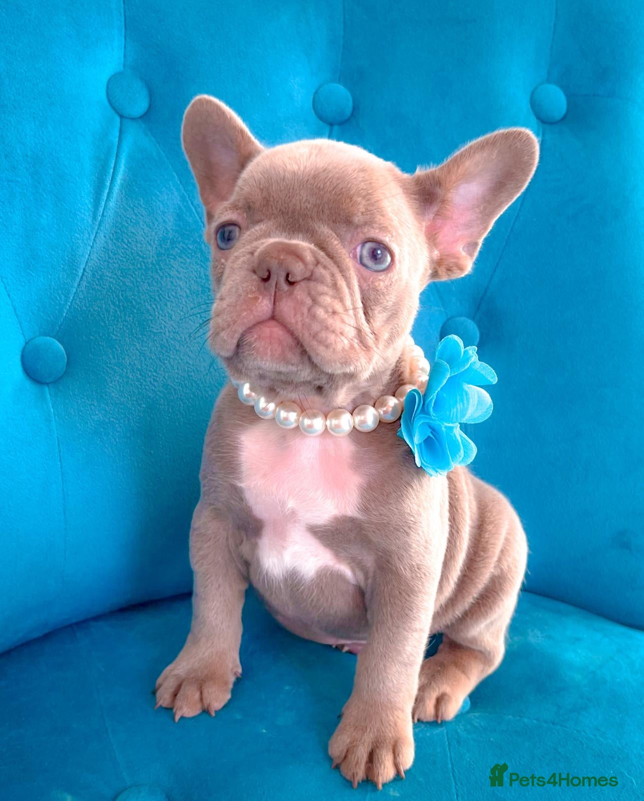 French Bulldog dogs 🌸READY TO GO Blue,Lilac,New Shade,Rojo🌸 - Advert 17
