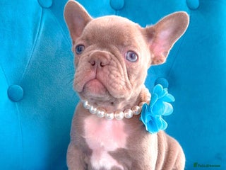 French Bulldog dogs 🌸READY TO GO Blue,Lilac,New Shade,Rojo🌸 - Advert 12