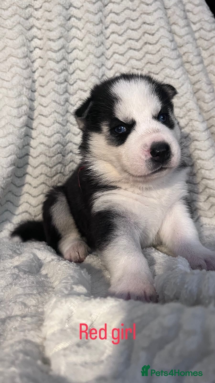 Siberian Husky dogs Beautiful husky pups - Advert 1