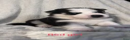 Siberian Husky dogs for sale: Beautiful husky pups in Mitcham - Advert 5