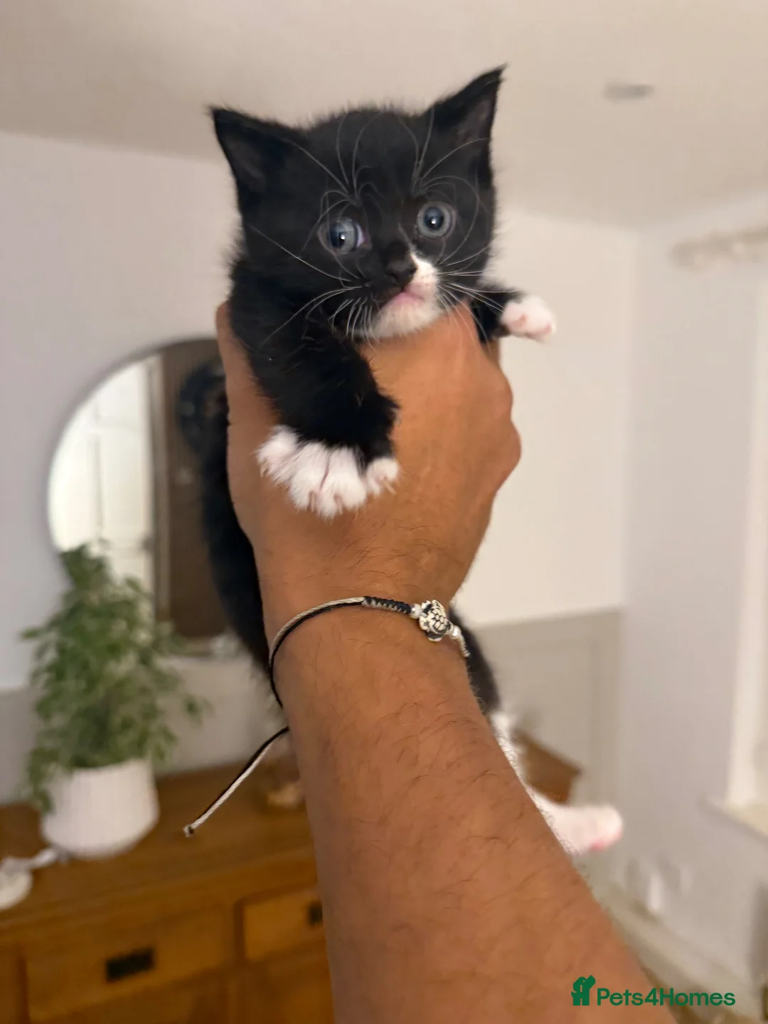 British Shorthair cats for sale: British shorthair crossbreed  - Advert 2