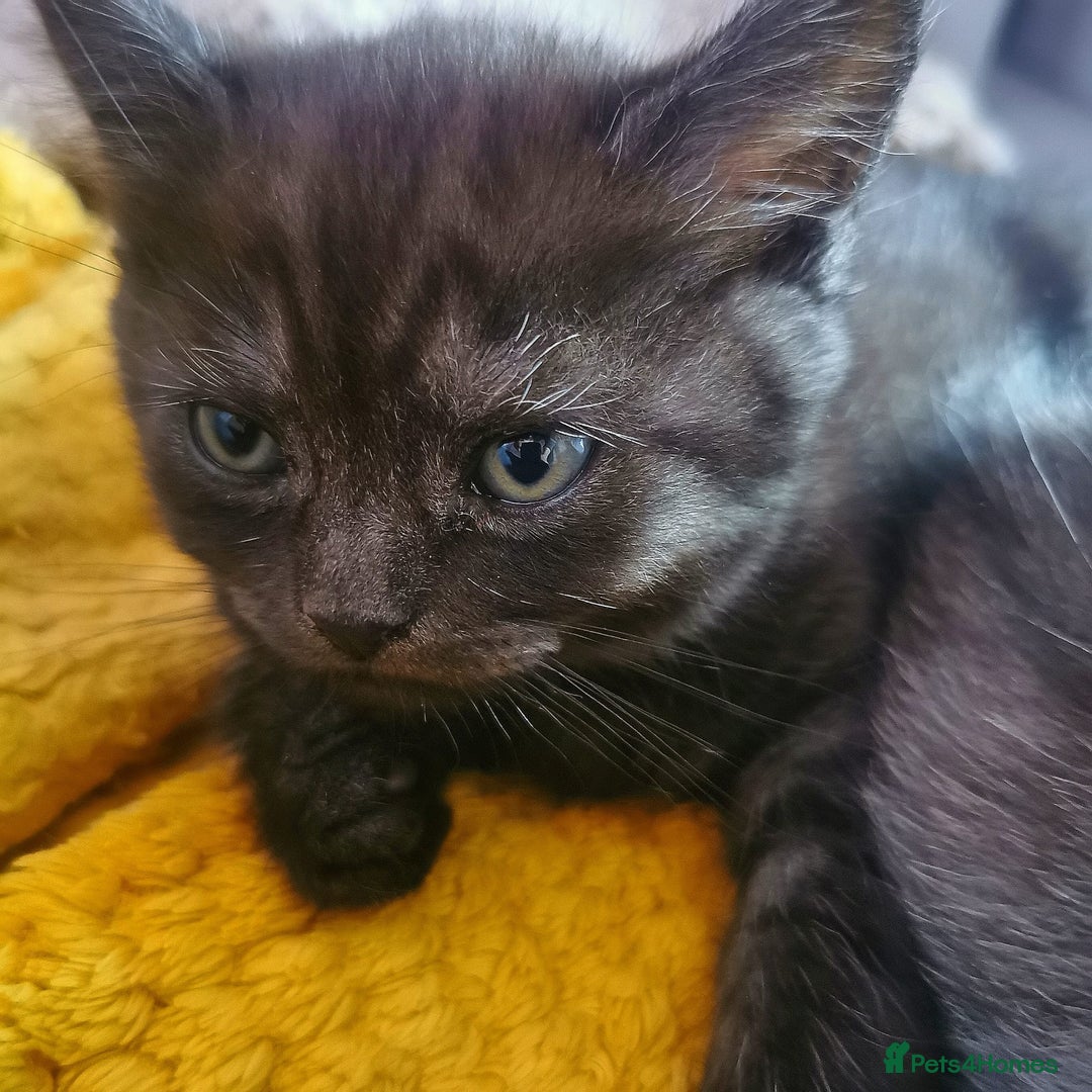 Scottish Fold cats for sale: ❤️Gorgeous Scottish Fold Straight ears kittens❤️ - Image 7