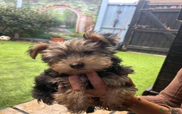 Yorkshire Terrier dogs for sale: Yorkshire terriers 1 boy 3 girls - Image 16