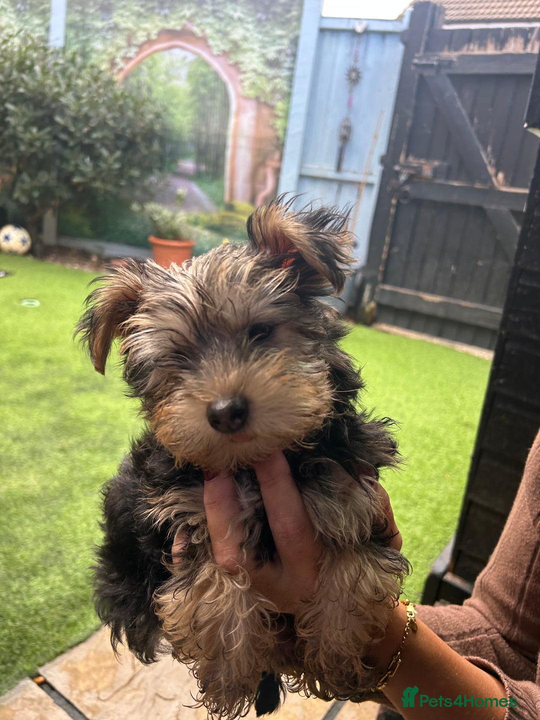 Yorkshire Terrier dogs for sale: Yorkshire terriers 1 boy 3 girls - Image 16
