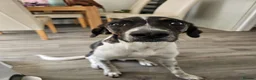 Mixed Breed dogs for adoption: Sully (Magnus) - Advert 1