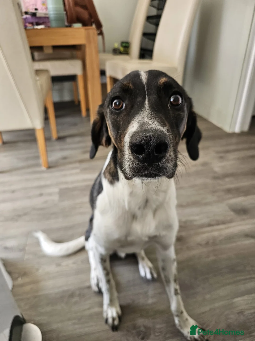 Mixed Breed dogs for adoption: Sully (Magnus) - Advert 1