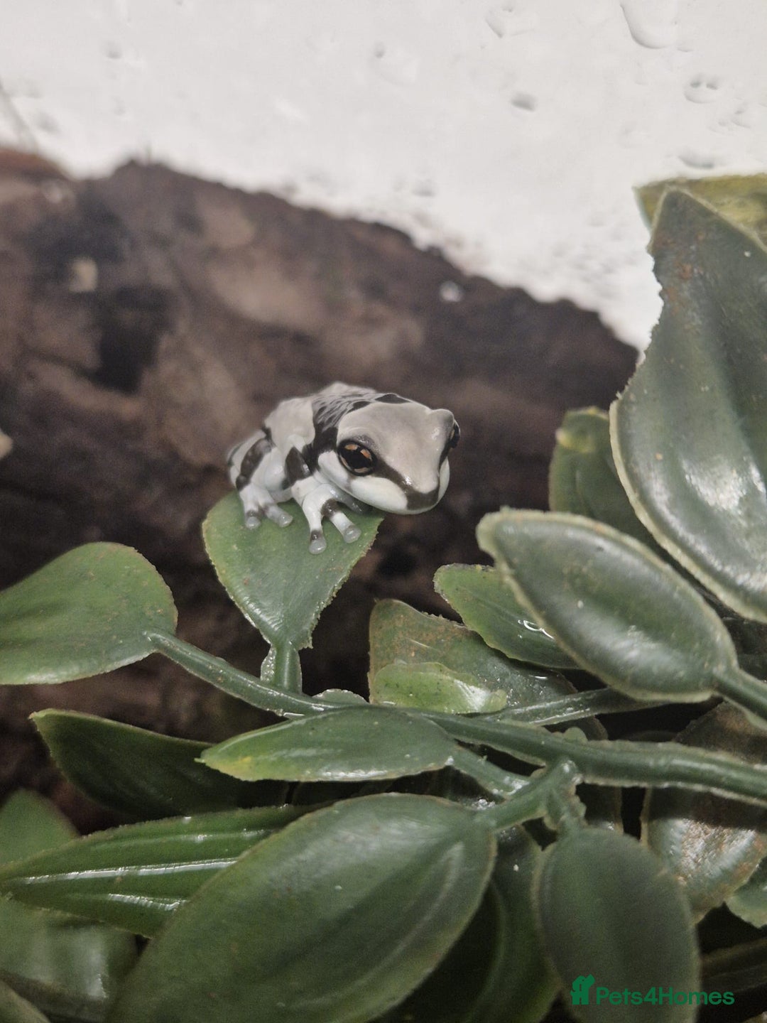 Frog reptiles for sale: Amazon milk frogs - Image 4