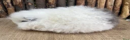 Guinea Pig rodents for sale: Baby Swiss sow - Advert 3