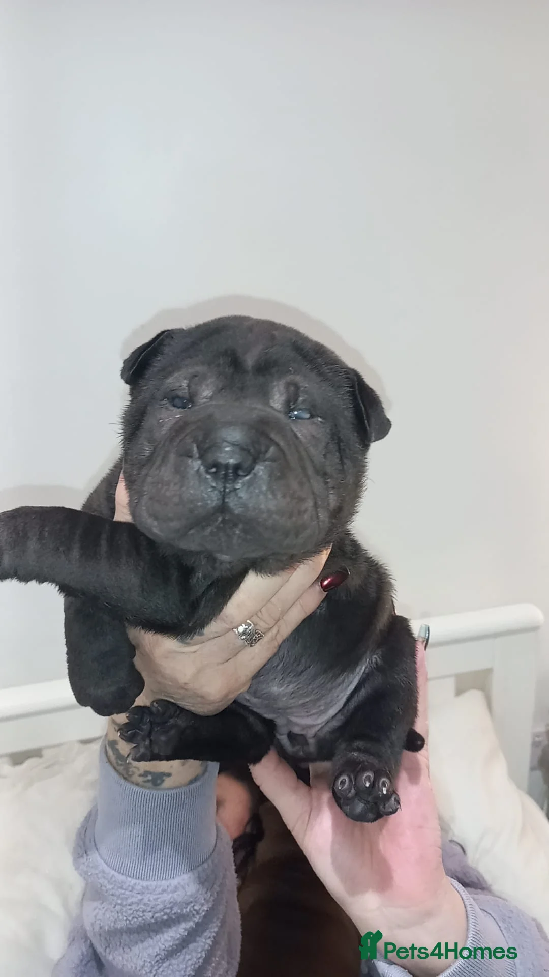 Shar Pei dogs for sale: 5 girls and one boy - Advert 9