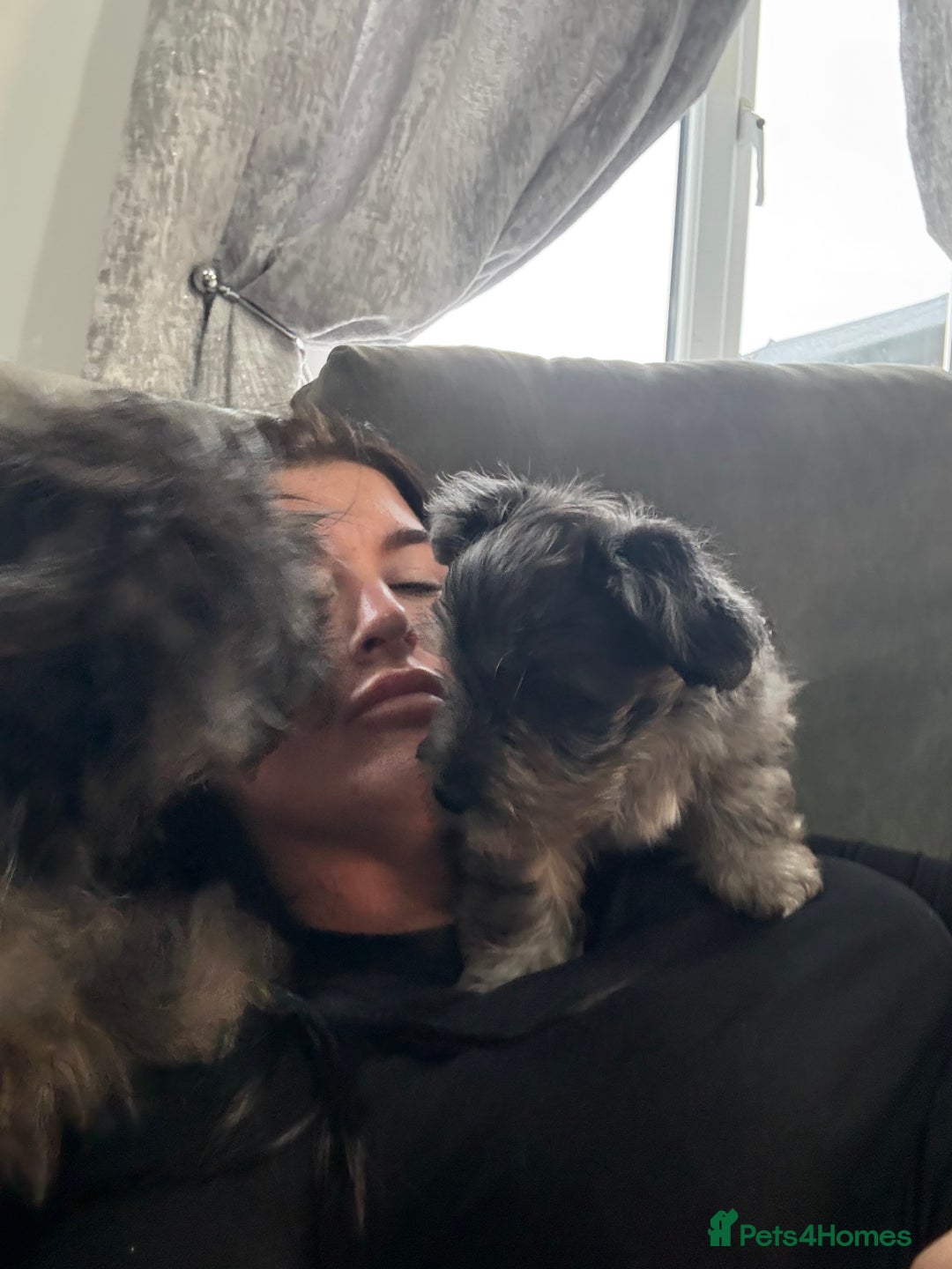 Yorkshire Terrier dogs for sale: Yorkshire terrier pup  - Advert 9