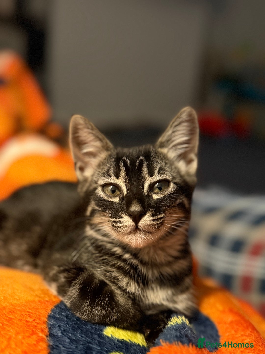 Bengal cats for sale: Bengal mixed kitten - Image 3