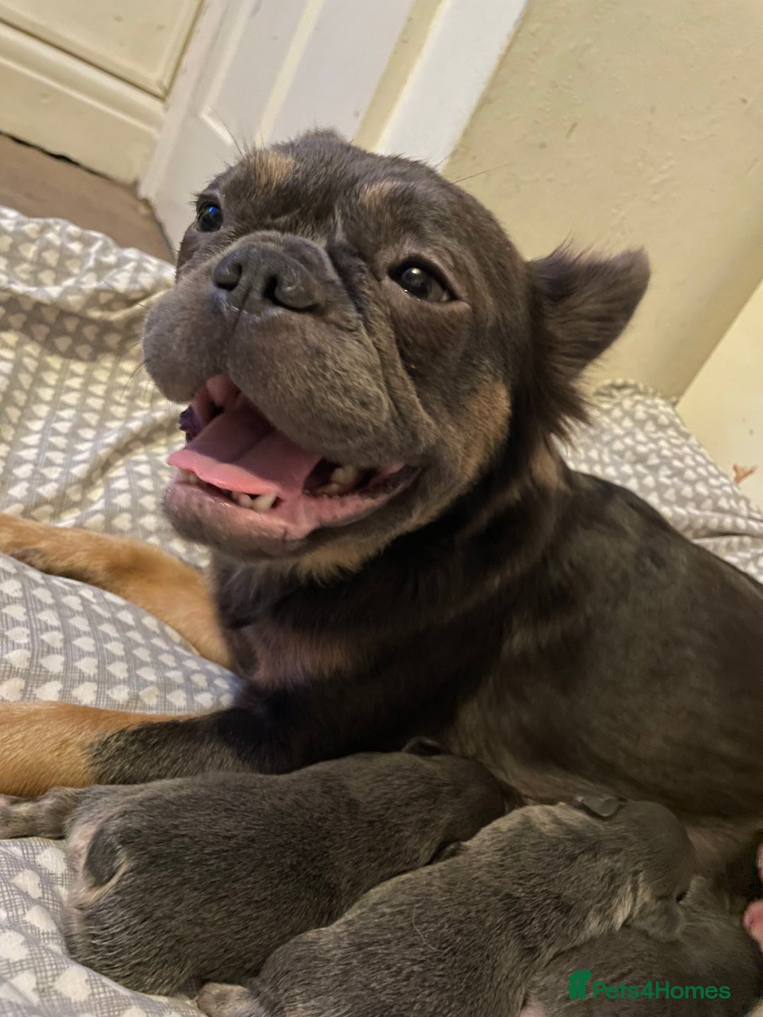 French Bulldog dogs for sale: 🩷🐶🐾6 Adorable fluffy French bulldogs 🩷🐶🐾 - Advert 29