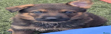 German Shepherd 10